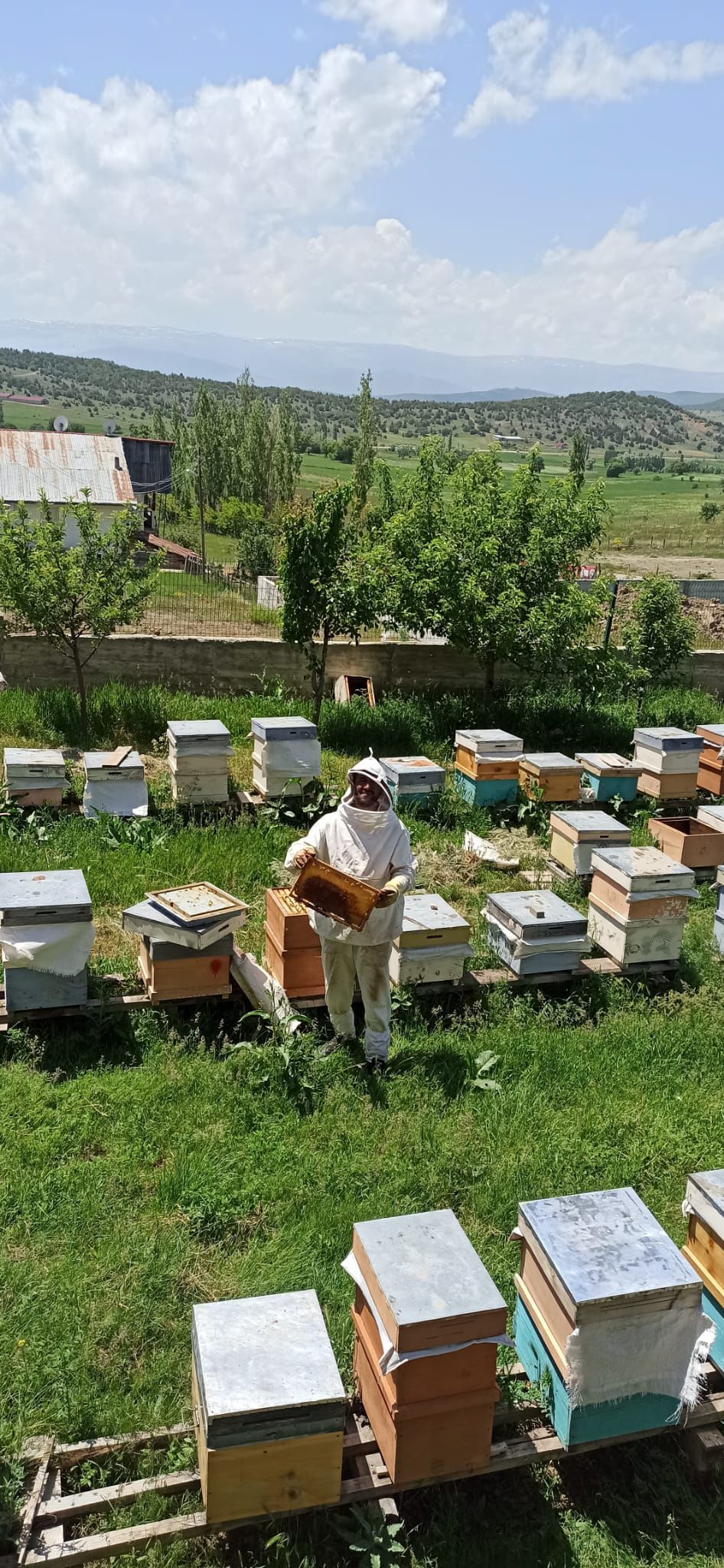 Gümüşhane yaylalarında arı kovanları